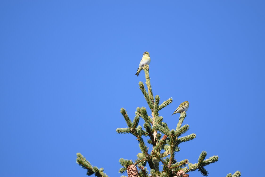 1 Day Birding Tour Around Capital City of Sofia -NEW-